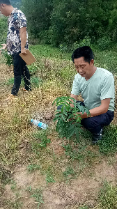 花椒虫害防治