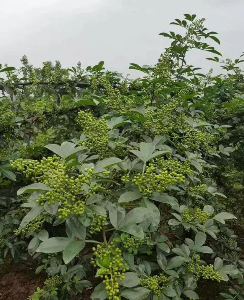天知椒